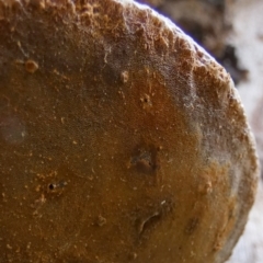 Phellinus sp. (non-resupinate) at Borough, NSW - suppressed