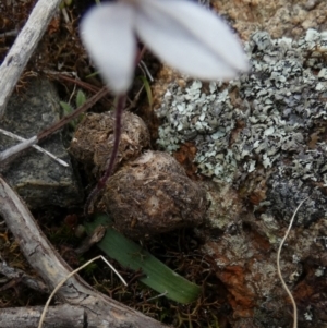 Cyanicula caerulea at Borough, NSW - suppressed