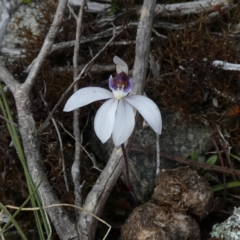 Cyanicula caerulea at Borough, NSW - suppressed