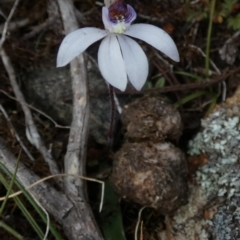 Cyanicula caerulea at Borough, NSW - 26 Aug 2022