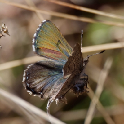 Paralucia crosbyi (Violet Copper Butterfly) at Rendezvous Creek, ACT - 26 Aug 2022 by DPRees125