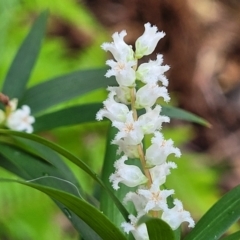 Leucopogon affinis at Ulladulla, NSW - 27 Aug 2022