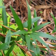 Leucopogon affinis at Ulladulla, NSW - 27 Aug 2022