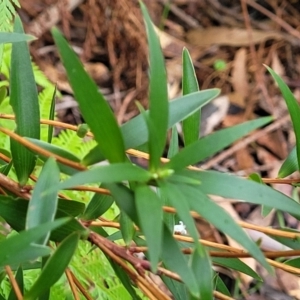 Leucopogon affinis at Ulladulla, NSW - 27 Aug 2022