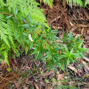 Leucopogon affinis at Ulladulla, NSW - 27 Aug 2022