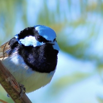 Malurus cyaneus (Superb Fairywren) at Ward Morrison Park - 26 Aug 2022 by KylieWaldon