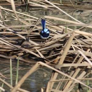 Malurus cyaneus at Wodonga, VIC - 27 Aug 2022