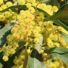 Acacia rubida (Red-stemmed Wattle, Red-leaved Wattle) at Ward Morrison Park - 27 Aug 2022 by KylieWaldon