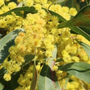 Acacia rubida at Wodonga, VIC - 27 Aug 2022