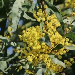 Acacia rubida at Wodonga, VIC - 27 Aug 2022