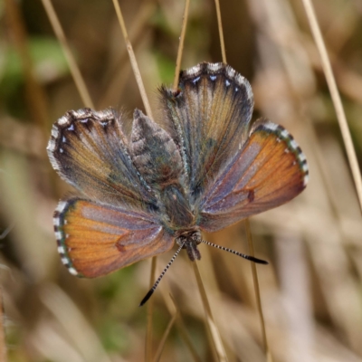 Paralucia crosbyi (Violet Copper Butterfly) at Booth, ACT - 26 Aug 2022 by DPRees125