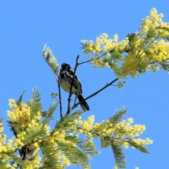 Phylidonyris novaehollandiae (New Holland Honeyeater) at Ward Morrison Park - 27 Aug 2022 by KylieWaldon