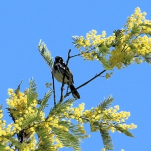 Phylidonyris novaehollandiae at Wodonga, VIC - 27 Aug 2022