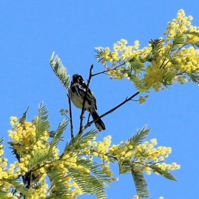 Phylidonyris novaehollandiae (New Holland Honeyeater) at WREN Reserves - 27 Aug 2022 by KylieWaldon