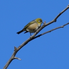 Zosterops lateralis (Silvereye) at Wodonga - 26 Aug 2022 by KylieWaldon