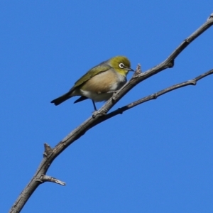 Zosterops lateralis at Wodonga, VIC - 27 Aug 2022 09:36 AM