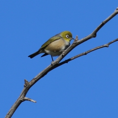 Zosterops lateralis (Silvereye) at Wodonga, VIC - 27 Aug 2022 by KylieWaldon