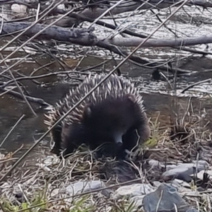 Tachyglossus aculeatus at Bungendore, NSW - suppressed