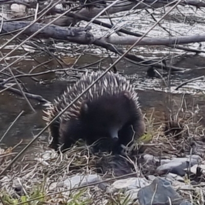 Tachyglossus aculeatus (Short-beaked Echidna) at Bungendore, NSW - 27 Aug 2022 by clarehoneydove