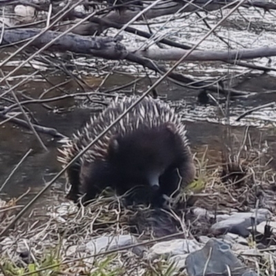 Tachyglossus aculeatus (Short-beaked Echidna) at Bungendore, NSW - 27 Aug 2022 by clarehoneydove