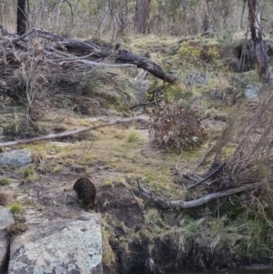 Tachyglossus aculeatus at Bungendore, NSW - suppressed