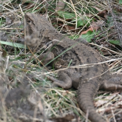 Pogona barbata (Eastern Bearded Dragon) at Mount Ainslie - 22 Aug 2022 by jb2602