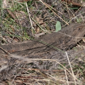 Pogona barbata at Hackett, ACT - suppressed