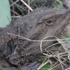 Pogona barbata at Hackett, ACT - suppressed