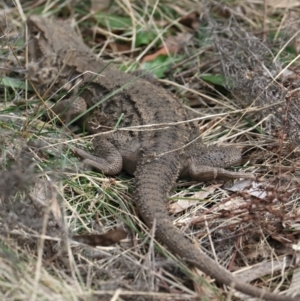 Pogona barbata at Hackett, ACT - suppressed