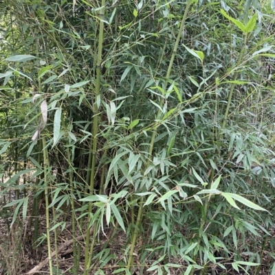 Phyllostachys aurea (Rhizomatous Bamboo) at Aranda, ACT - 17 Aug 2022 by Ned_Johnston