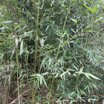 Phyllostachys aurea (Rhizomatous Bamboo) at Aranda, ACT - 18 Aug 2022 by NedJohnston