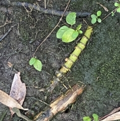 Phyllostachys aurea at Aranda, ACT - 18 Aug 2022 09:05 AM