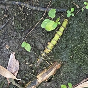 Phyllostachys aurea at Aranda, ACT - 18 Aug 2022 09:05 AM