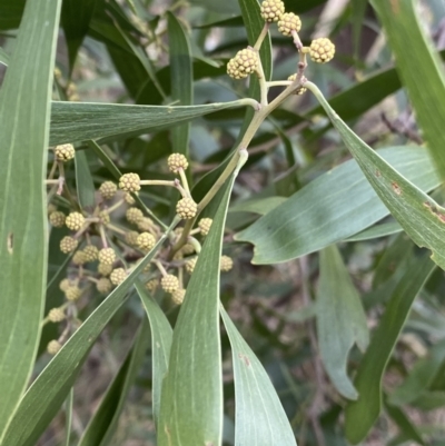 Acacia melanoxylon (Blackwood) at Aranda, ACT - 17 Aug 2022 by Ned_Johnston