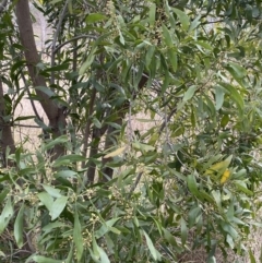 Acacia melanoxylon at Aranda, ACT - 18 Aug 2022
