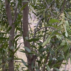 Acacia melanoxylon at Aranda, ACT - 18 Aug 2022
