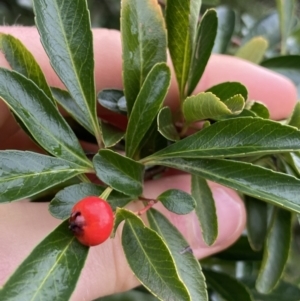 Pyracantha fortuneana at Aranda, ACT - 18 Aug 2022 08:57 AM