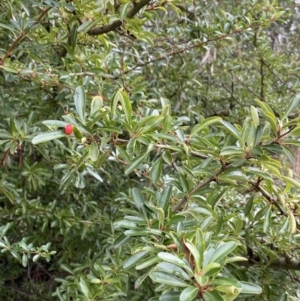 Pyracantha fortuneana at Aranda, ACT - 18 Aug 2022 08:57 AM