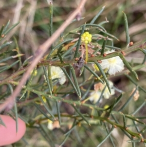 Acacia genistifolia at Aranda, ACT - 18 Aug 2022