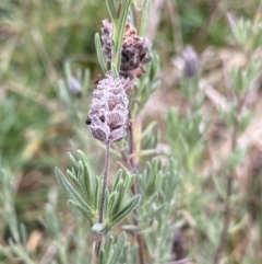 Lavandula stoechas (Spanish Lavender or Topped Lavender) at Aranda, ACT - 18 Aug 2022 by NedJohnston