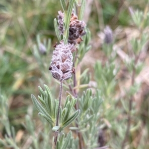 Lavandula stoechas at Aranda, ACT - 18 Aug 2022 08:54 AM