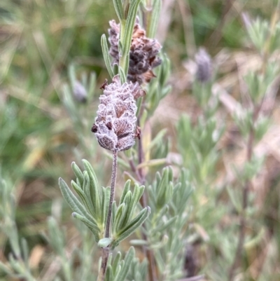 Lavandula stoechas (Spanish Lavender or Topped Lavender) at Aranda, ACT - 18 Aug 2022 by NedJohnston