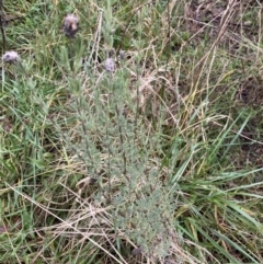 Lavandula stoechas at Aranda, ACT - 18 Aug 2022