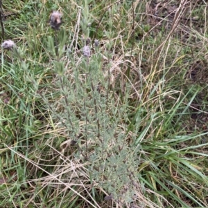 Lavandula stoechas at Aranda, ACT - 18 Aug 2022 08:54 AM