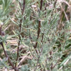 Lavandula stoechas at Aranda, ACT - 18 Aug 2022 08:54 AM