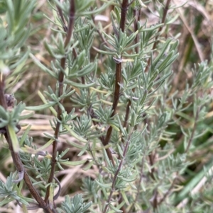 Lavandula stoechas at Aranda, ACT - 18 Aug 2022