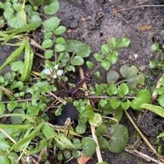 Cardamine hirsuta (Common Bittercress, Hairy Woodcress) at Aranda, ACT - 17 Aug 2022 by Ned_Johnston