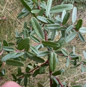 Pyracantha angustifolia at Aranda, ACT - 18 Aug 2022