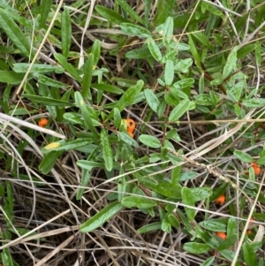 Pyracantha angustifolia at Aranda, ACT - 18 Aug 2022