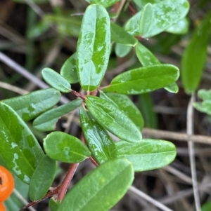 Pyracantha angustifolia at Aranda, ACT - 18 Aug 2022